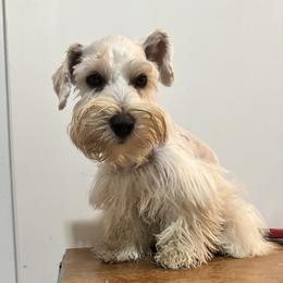 Trooper - Wheaten male Miniature Schnauzer puppy in Dayton, Texas from Felicia Hensel