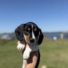 3000-Maverick - Piebald male Dachshund puppy in Winter Haven, Florida from Dreamwork Dachshunds