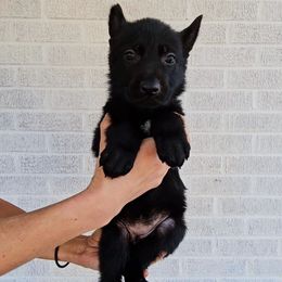 Ruth Gordon - Black female German Shepherd puppy in Winston Salem, North Carolina from Samtastic Shepherds