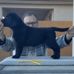 Yellow collar - Black male Labrador Retriever puppy in Buckeye, Arizona from Foothills Labrador Retrievers