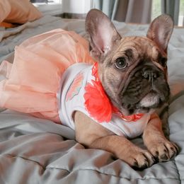 French Bulldog Puppies from PHP's Starbulls