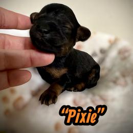Pixie - Black and tan female Assorted Doodle Crosses puppy in Coal City, Indiana from Angel Blue Dogs