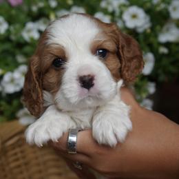 Gavin - Blenheim male Cavalier King Charles Spaniel puppy in Lula, Georgia from Cavaliers by Crumley