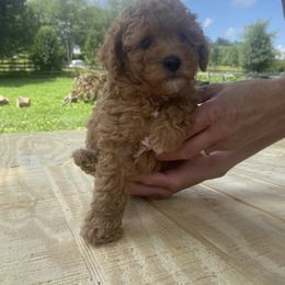 Australian Shepherd, Goldendoodle, and Poodle Puppies from 5AFarms