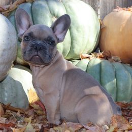 Casper - Blue fawn male French Bulldog puppy in Twin Falls, Idaho from Whispering White Pines Labradors