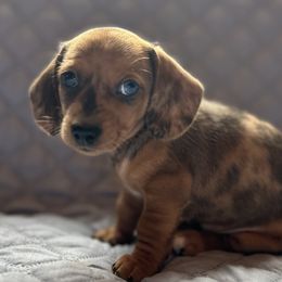 Girl 1 - Dapple female Dachshund puppy in Columbiana, Alabama from Tonya's Dachshunds