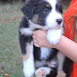 Bear - Black tri-color male Australian Shepherd puppy in Robertsdale, Alabama from Persimmon Creek Farm