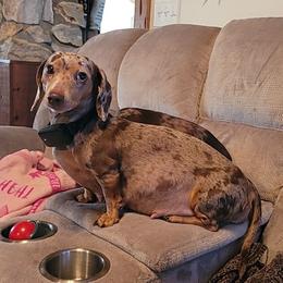 Bella - Dachshund