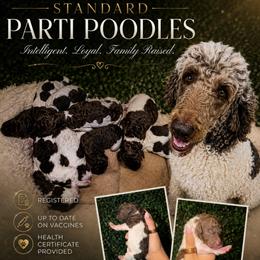 Poodle puppies from Harrington Doodles & Poodles