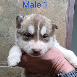 Male 1 - Red and white male Siberian Husky puppy in Carnesville, Georgia from Southern Magnolia Siberians