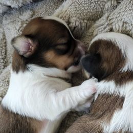 Havanese Puppies from Juniper Grove Havanese