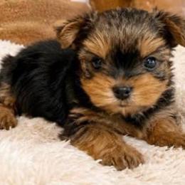 Zoe - Black and tan female Yorkshire Terrier puppy in Boston, Massachusetts from Little Yorkes of Boston