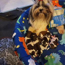 Shih Tzu Puppies from Trinity Shihtzu's So Calif