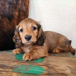 Michael - Red male Dachshund puppy in Lindsay, California from Lewis Creek's Dachshunds