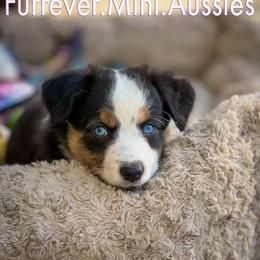 Miniature Australian Shepherd All Grown Up from Furrever.Mini.Aussies.llc