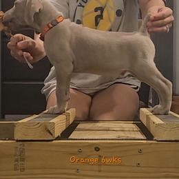 Orange Collar - Silver gray male Weimaraner puppy in Indiana from So-IN Weimaraner's