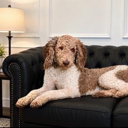 Harley - Poodle