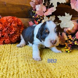 BB2 - Tri-Roan male English Springer Spaniel puppy in Britton, South Dakota from K&S Canines