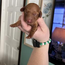 Bobby - Red male Dachshund puppy in Jacksonville, North Carolina from Lizzie’s Doxies