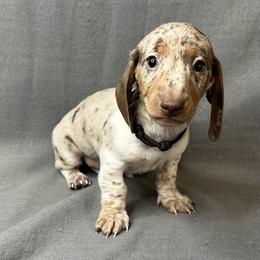Black - Chocolate and tan male Dachshund puppy in George West, Texas from Rockin M Kennel