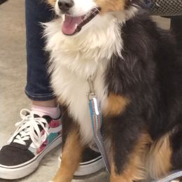 Dachshunds and Toy Australian Shepherds from LaRose Farm & Kennels