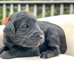 Prancer - Black male Goldendoodle puppy in Rainier, Oregon from Beaver Springs Puppies
