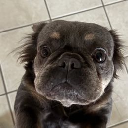 French Bulldogs from Exquisite Frenchie LLC.