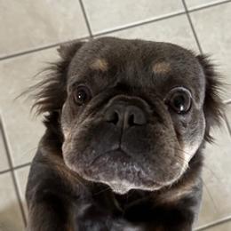 French Bulldogs from Exquisite Frenchie LLC.