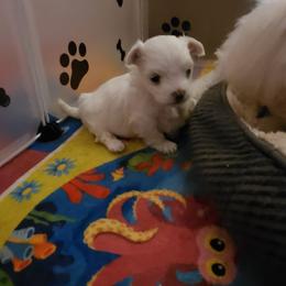 Maltese Puppies from PBJ Farms