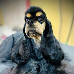Maze - Cocker Spaniel