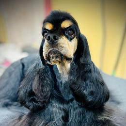 Maze - Cocker Spaniel