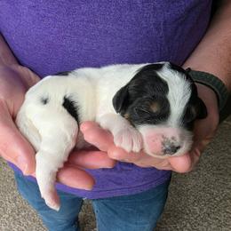 Bernedoodle puppies from Draper Mountain Doodles