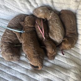 Pink Collar AKC - Red  female Poodle puppy in Powder Springs, Georgia from West Cobb Dogs