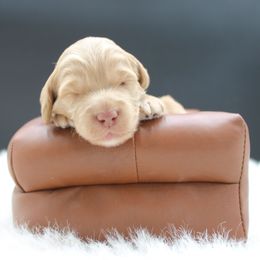 Everest - Gold male Australian Cobberdog puppy in Bellingham, Minnesota from Whispering Prairie Australian Cobberdog