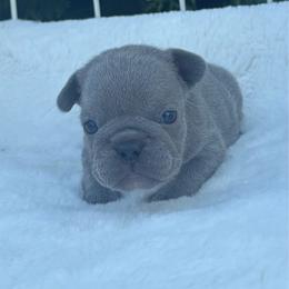 Stella - Blue female French Bulldog puppy in Ronks, Pennsylvania from Bleu Rock French Bulldogs