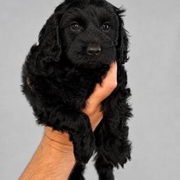 Henri - Black male Australian Labradoodle puppy in Aurora, Oregon from Divine Poodles