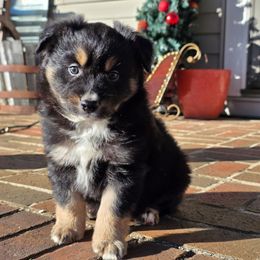 Black tri male with white strip - Black tri male Miniature Australian Shepherd puppy in Russellville, Alabama from Star B Cattle and Aussies