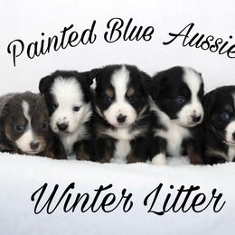Australian Shepherd, Miniature American Shepherd, Miniature Australian Shepherd, and Toy Australian Shepherd Puppies from Painted Blue Aussies
