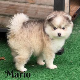 Mario - Gray and white male Pomsky puppy in Eastman, Georgia from Once Upon A Pomsky