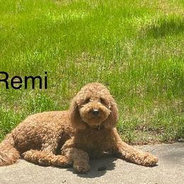 Remi - Labradoodle