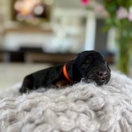 Orange Collar - Black and tan male Irish Doodle puppy in Indiahoma, Oklahoma from Farm Fresh Doodles