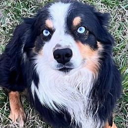 Aussiedoodles, Miniature Australian Shepherds, and Poodles from T6 Mini Aussies