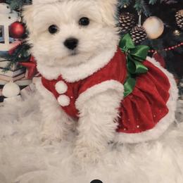 Ivy - White female Maltese puppy in North Myrtle Beach, South Carolina from Perfect Puppies