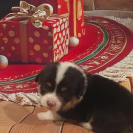 Blue collar - Black and tan male Pembroke Welsh Corgi puppy in Grass Valley, California from Triple M Ranch Corgi's