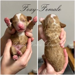 Goldendoodle Puppies from FrillyPaws Doodles