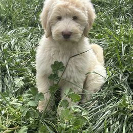 Linen - Cream female Labradoodle puppy in Somerset, California from Annie’s Animals