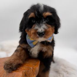 Lumi - Tri-color male Bernedoodle puppy in Ocala, Florida from Bernedoodles of Florida