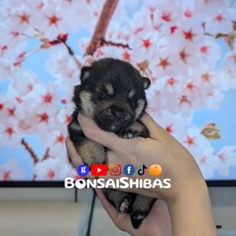 SAKURA - Black and tan female Shiba Inu puppy in Minnesota from BonsaiShibas
