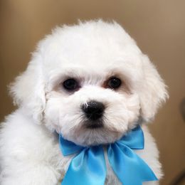 Bichon Frise Puppies from Fairspride Bichon Frises