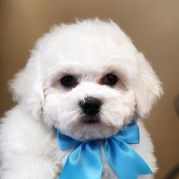 Bichon Frise Puppies from Fairspride Bichon Frises